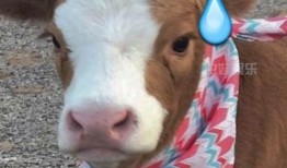 娱乐吃瓜酱抖音