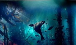 bbc深海 在线观看,在线观看之旅